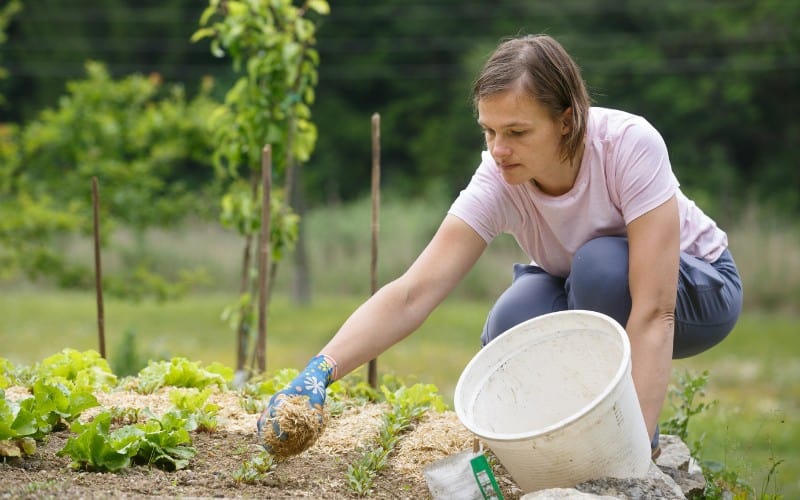 Does Mulch Attract Roaches?