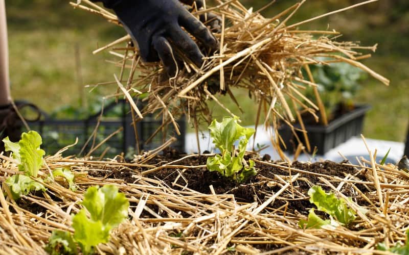 Does Mulch Attract Roaches?