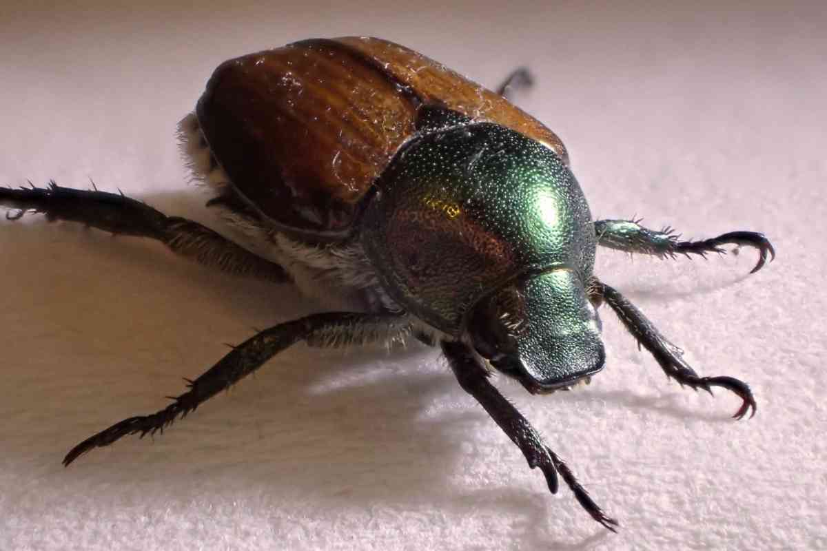 Where Do Japanese Beetles Go at Night?