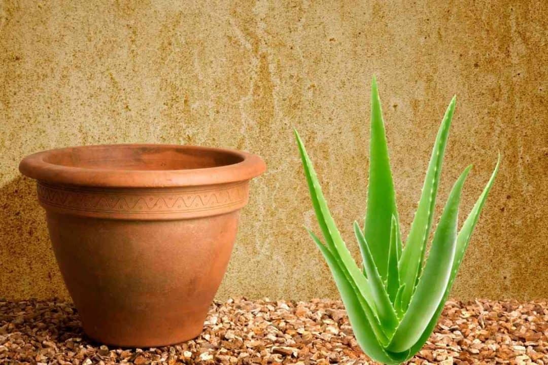 Choosing the Best Pots For Aloe Plants (Essential Guide)
